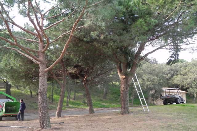 Reformas-Golf-dAro-poda-de-arboles